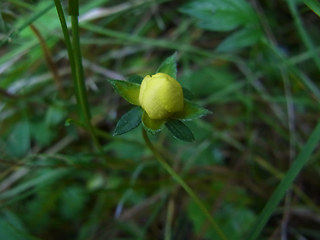 Potentilla anglica