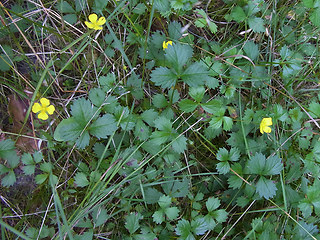 Potentilla anglica