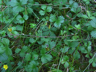 Potentilla anglica