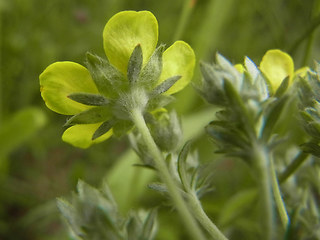 Potentilla argentea