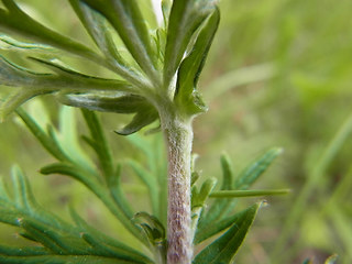 Potentilla argentea