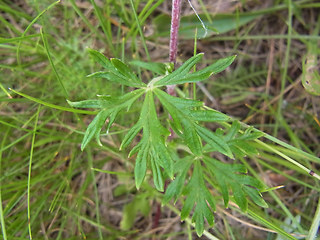 Potentilla argentea