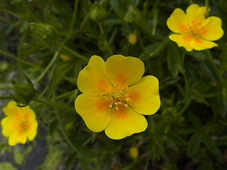 Potentilla aurea