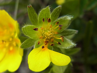 Potentilla aurea