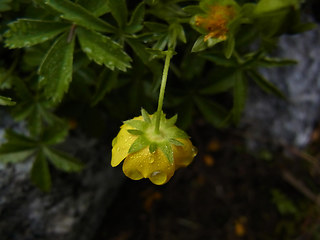 Potentilla aurea