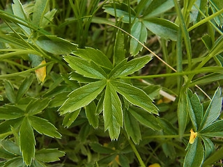 Potentilla aurea