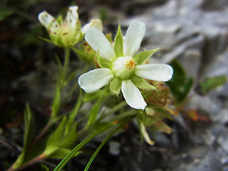 Potentilla caulescens