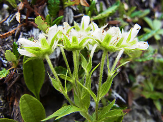 Potentilla caulescens