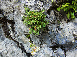 Potentilla caulescens