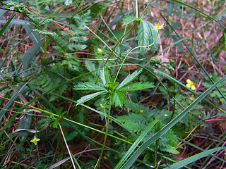 Potentilla erecta