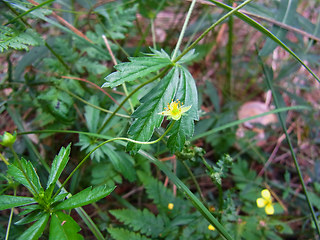 Potentilla erecta