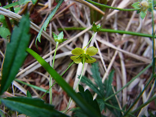 Potentilla erecta