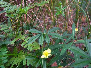 Potentilla erecta