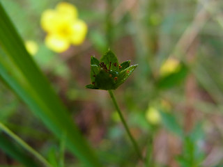 Potentilla erecta