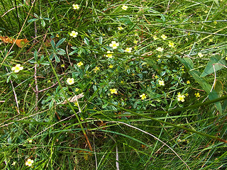 Potentilla erecta