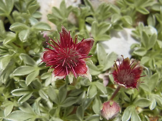 Potentilla nitida