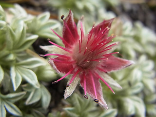 Potentilla nitida