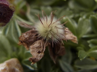 Potentilla nitida