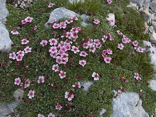 Potentilla nitida