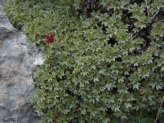 Potentilla nitida