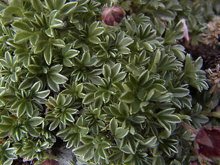 Potentilla nitida