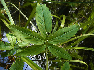 Potentilla palustris