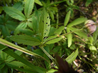 Potentilla palustris