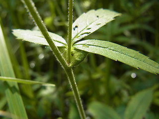 Potentilla palustris