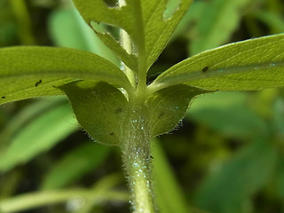 Potentilla palustris