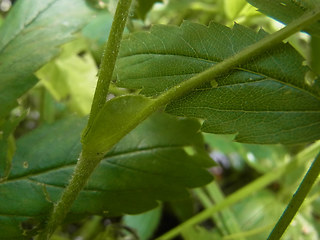 Potentilla palustris