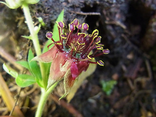 Potentilla palustris