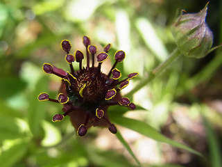 Potentilla palustris