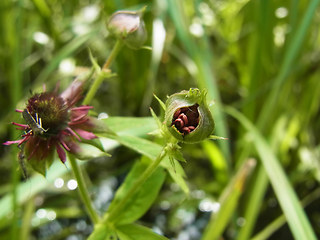 Potentilla palustris