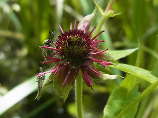 Potentilla palustris