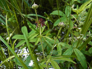 Potentilla palustris