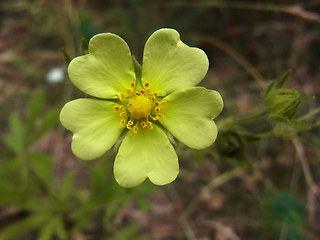 Potentilla recta