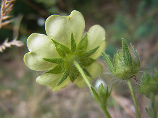 Potentilla recta