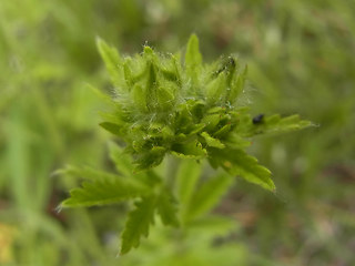 Potentilla recta