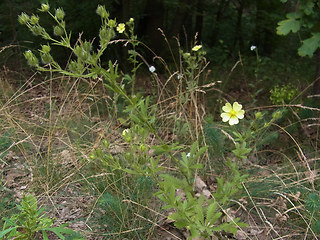 Potentilla recta