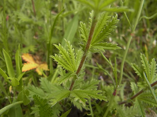 Potentilla recta