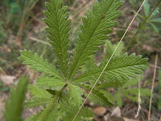 Potentilla recta