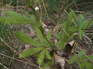 Potentilla recta