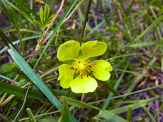 Potentilla reptans