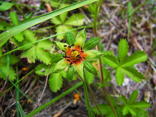 Potentilla reptans