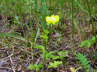 Potentilla reptans