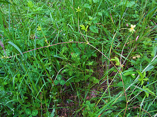 Potentilla reptans