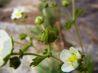 Potentilla rupestris