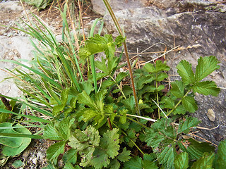 Potentilla rupestris