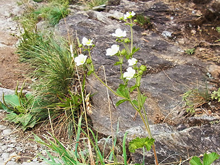 Potentilla rupestris