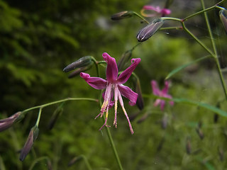 Prenanthes purpurea